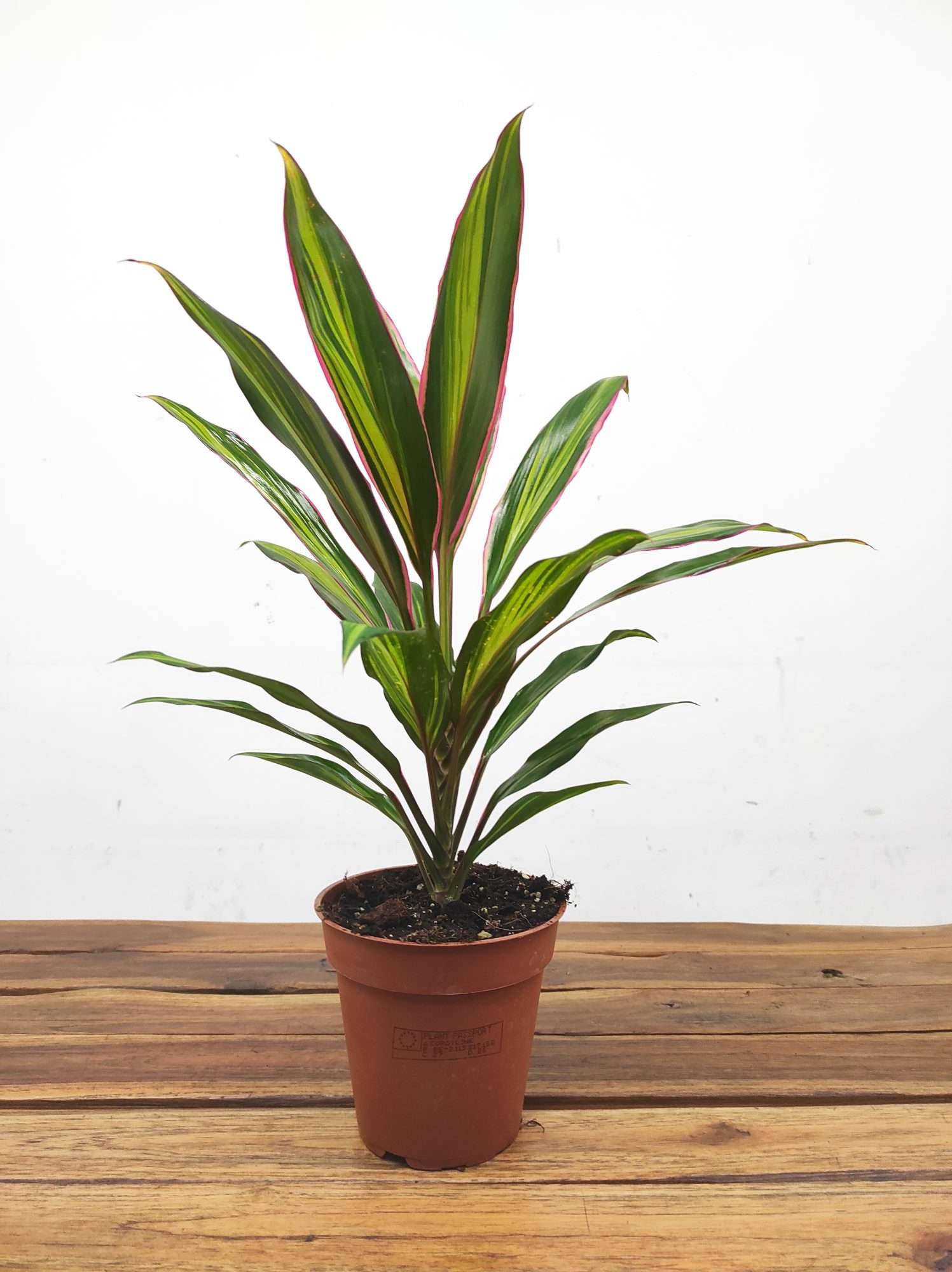 Cordyline Fruticosa 'Kiwi' - Image 2