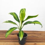 Cordyline Fruticosa Conga V.12