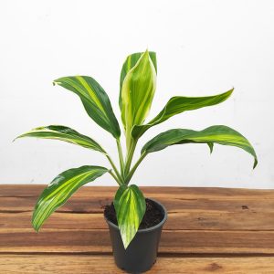 Cordyline Fruticosa Conga V.12