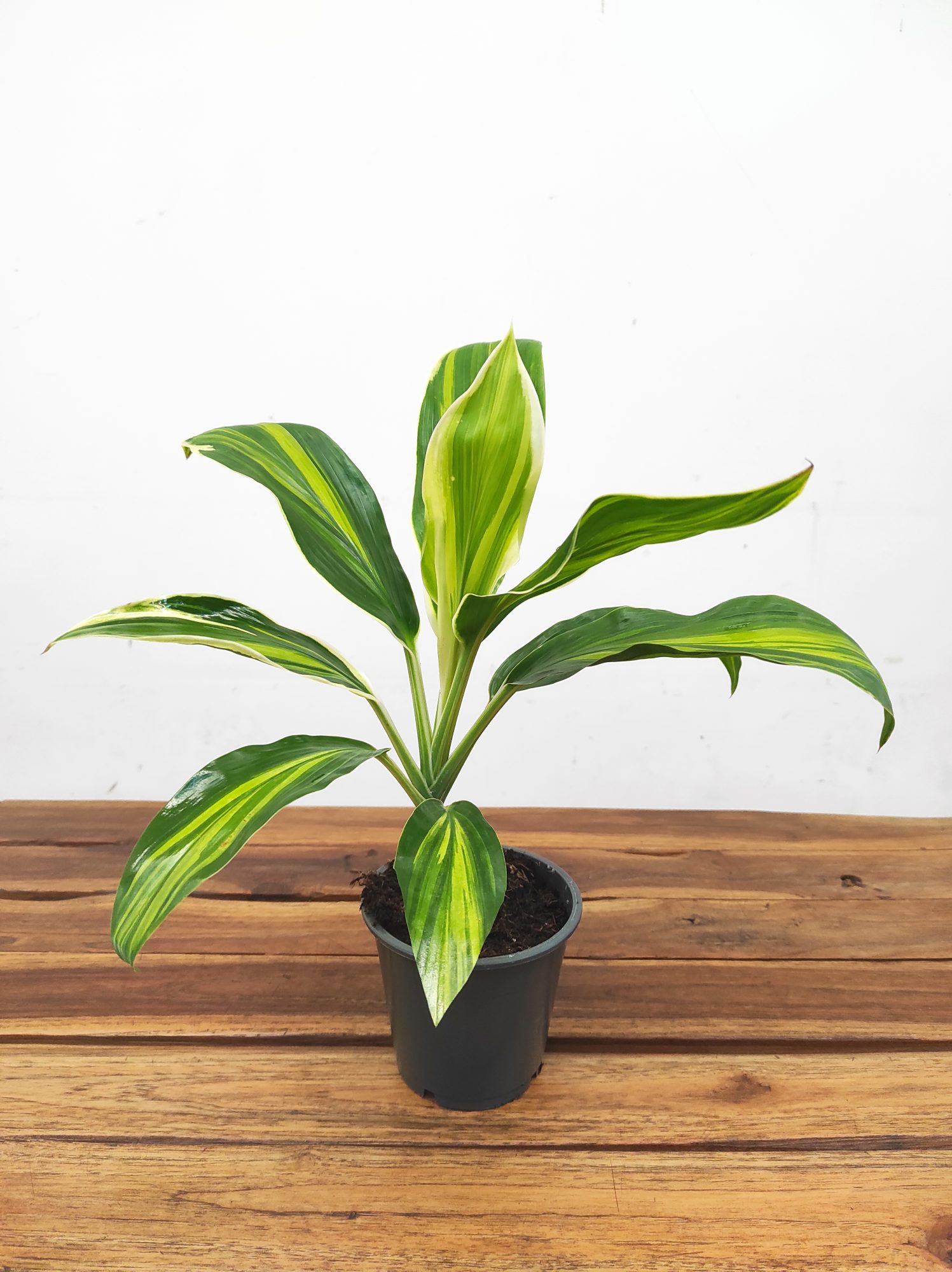 Cordyline Fruticosa Conga V.12