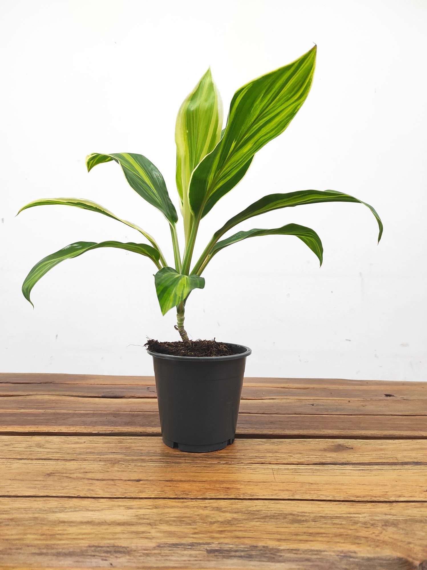 Cordyline Fruticosa Conga V.12 - Image 2