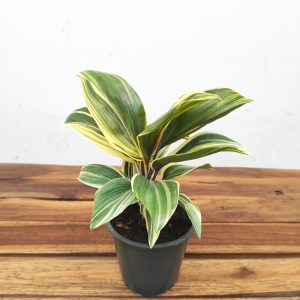 Cordyline Chocolate Queen