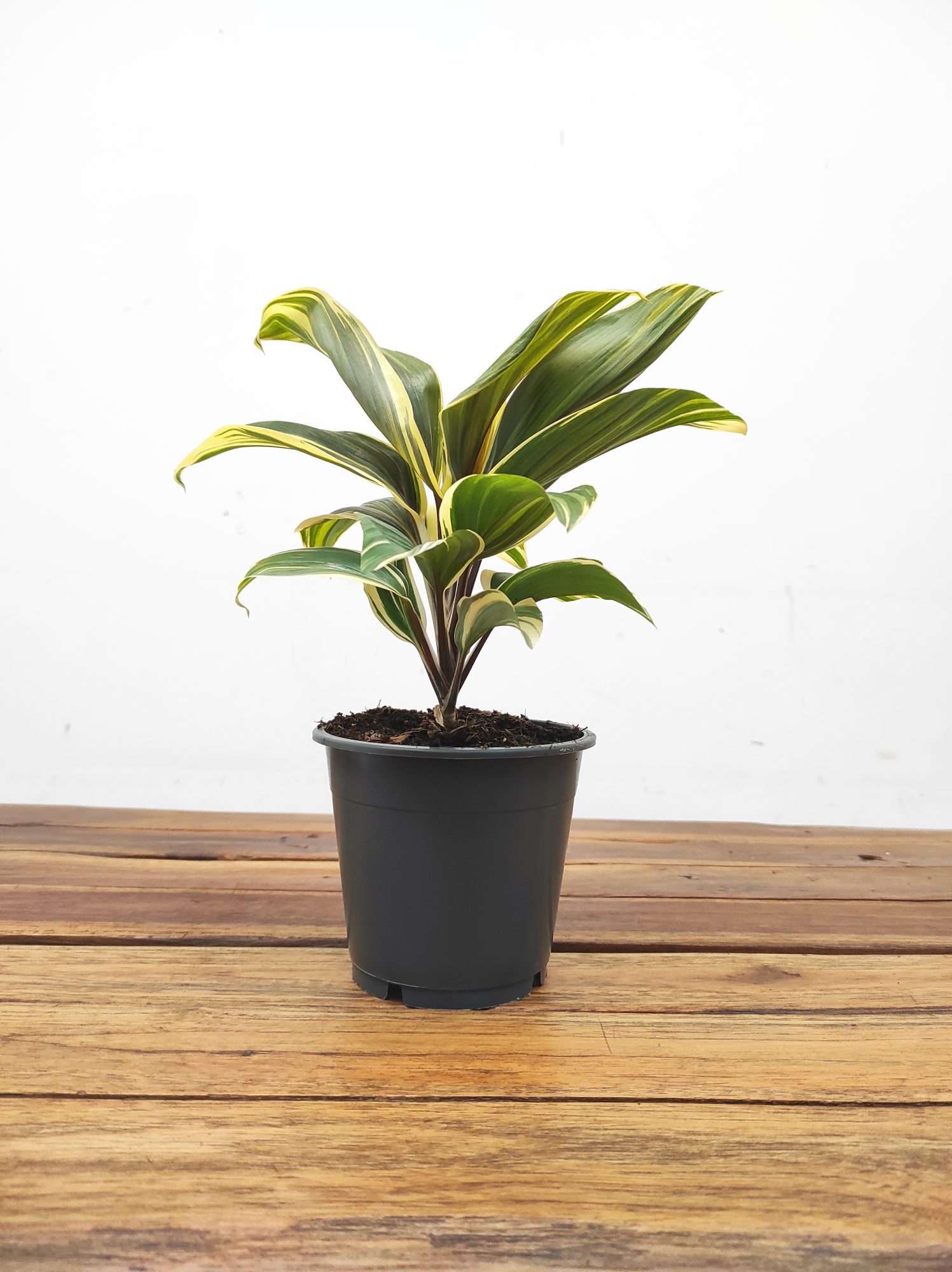 Cordyline Chocolate Queen - Image 2