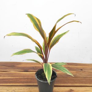 Cordyline Fruti. 'Kiwi'