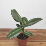 Ficus Elastica Robusta 'Green' V.12