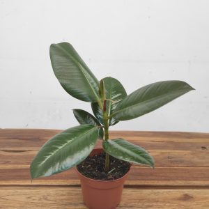 Ficus Elastica Robusta 'Green' V.12