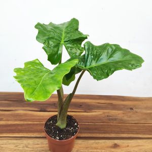 Alocasia Low Rider