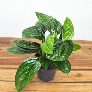 Scindapsus Pinnatum ‘Marble Planet’