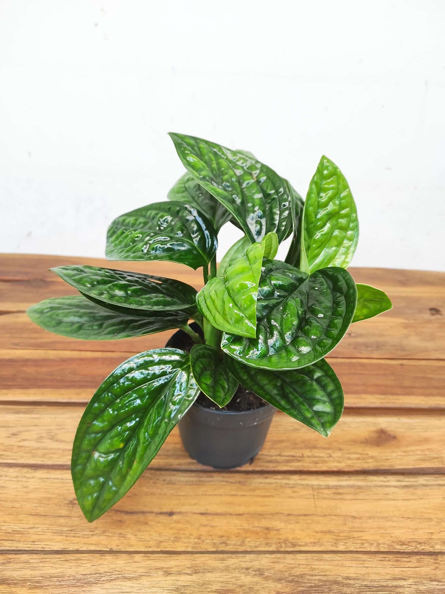 Scindapsus Pinnatum ‘Marble Planet’