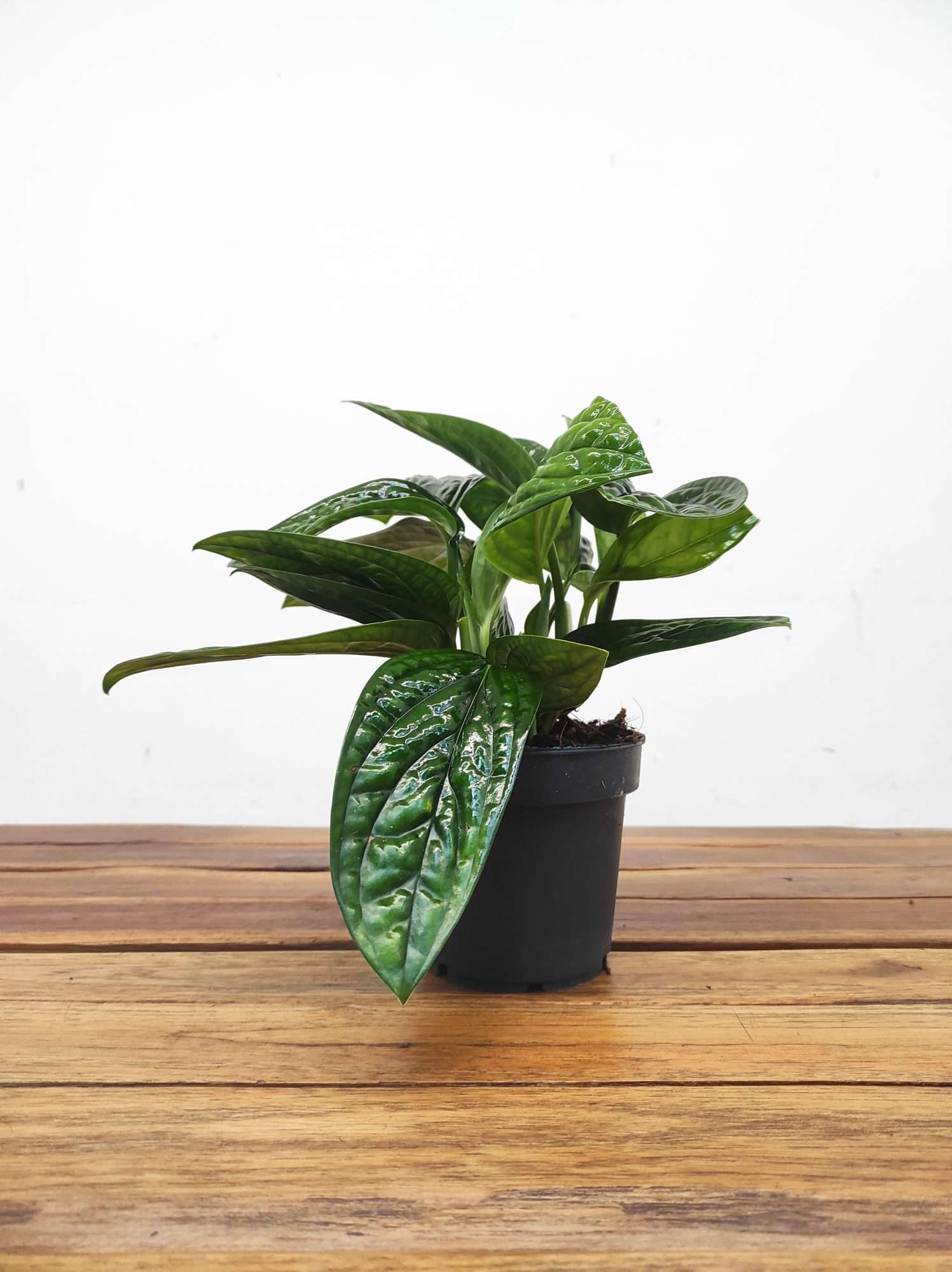 Scindapsus Pinnatum ‘Marble Planet’ - Image 2