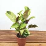 Calathea Yellow Fusion V.12