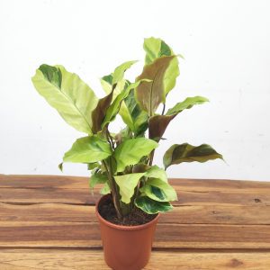 Calathea Yellow Fusion V.12
