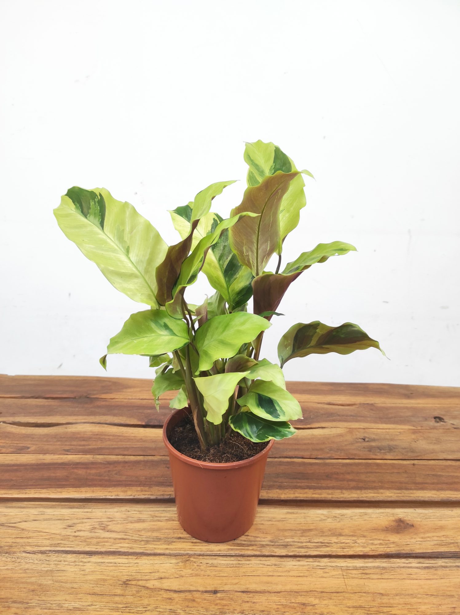 Calathea Yellow Fusion V.12