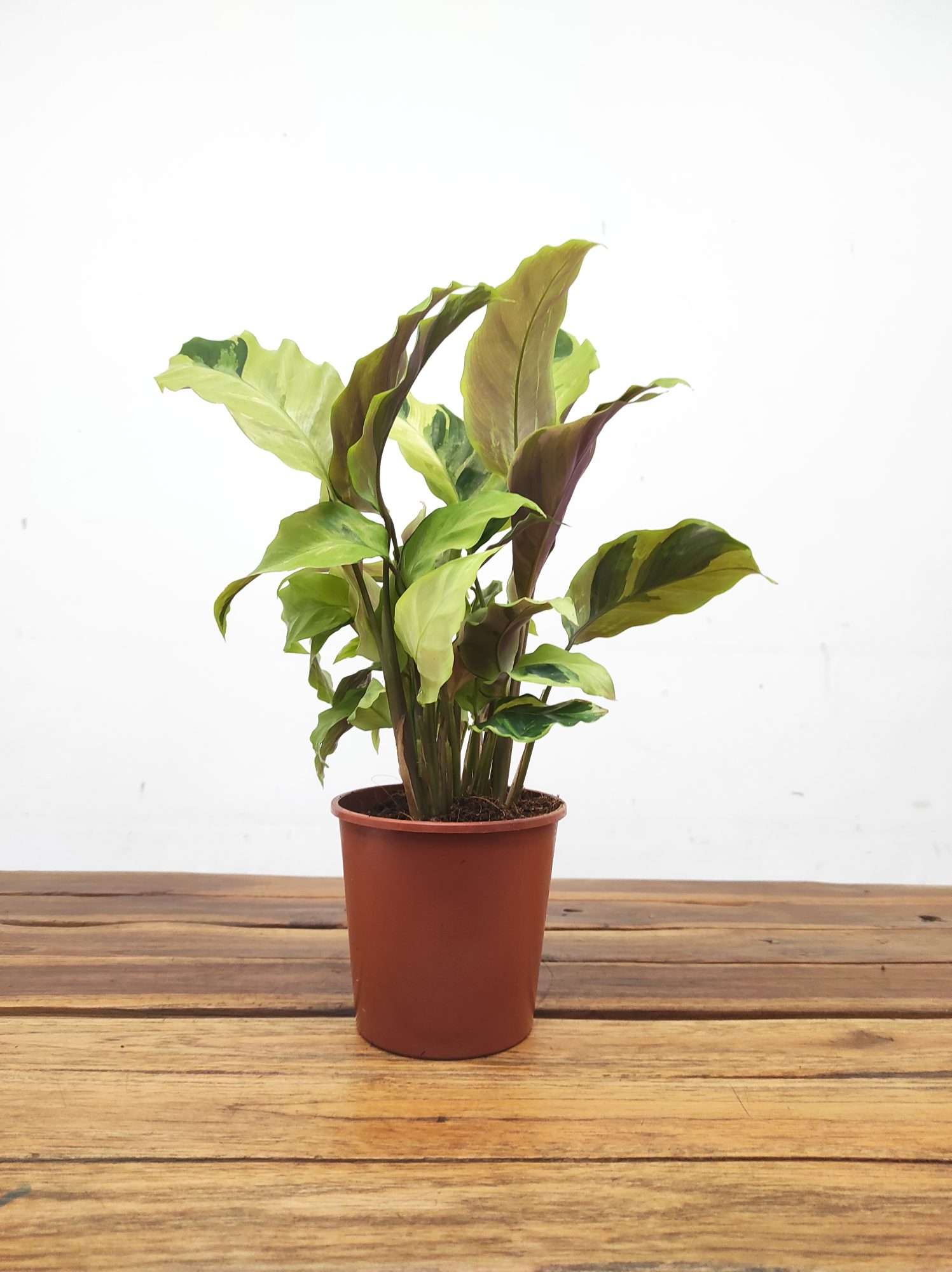 Calathea Yellow Fusion V.12 - Image 2