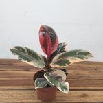 Ficus Elastica Tineke 'Ruby' V.12