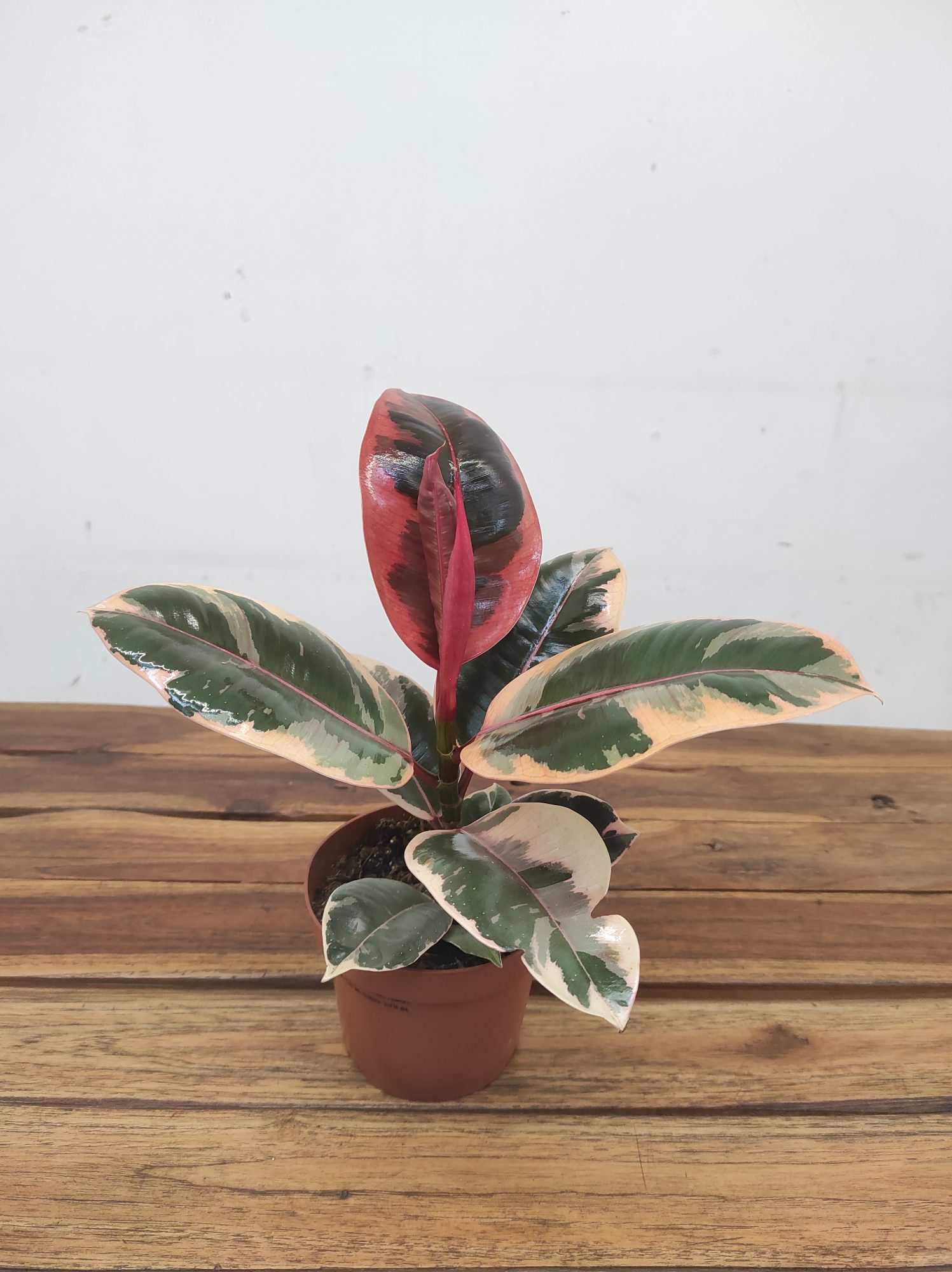 Ficus Elastica Tineke 'Ruby' V.12
