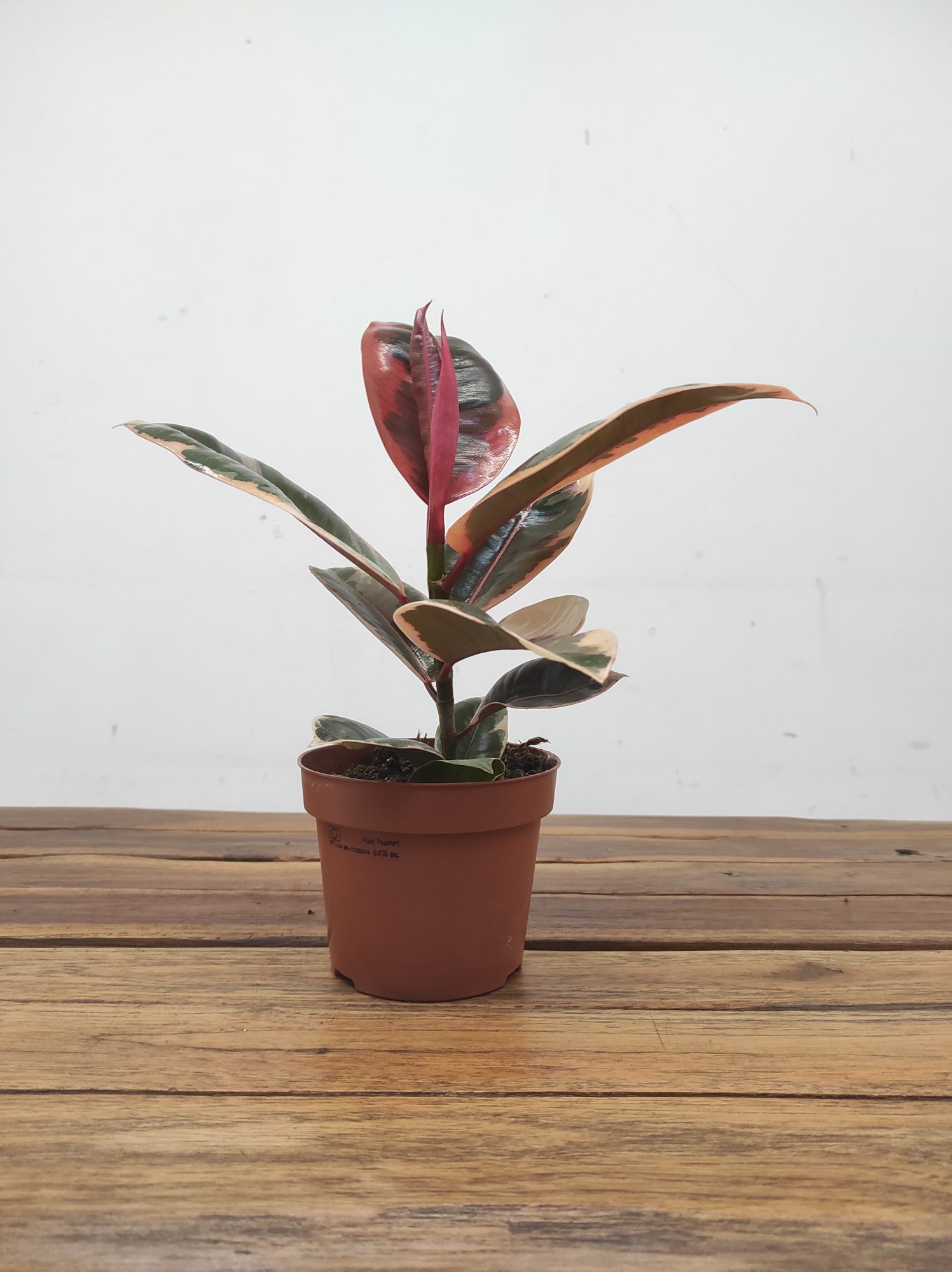 Ficus Elastica Tineke 'Ruby' V.12 - Image 2