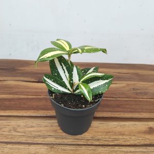 Dracaena Surc. Florida Beauty Milkyway Varigata