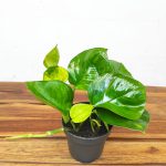 Epipremnum Lemon V.12