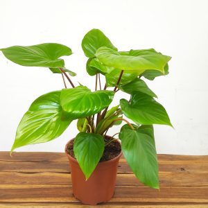 Homalomena Rubescens 'Maggy'