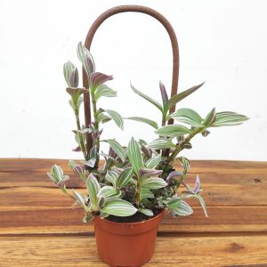 Tradescantia 'Pink Climber Met Kratiste'