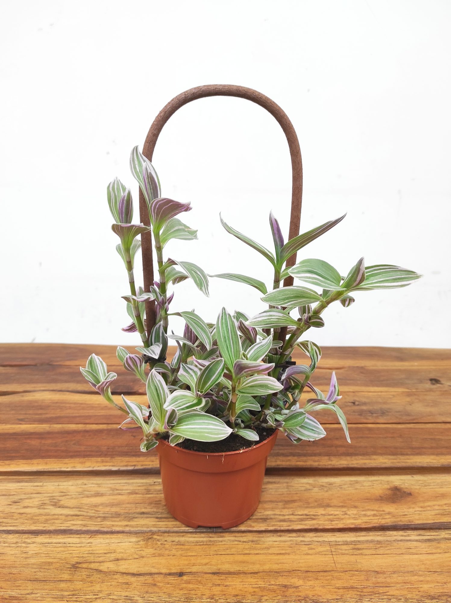Tradescantia 'Pink Climber Met Kratiste'
