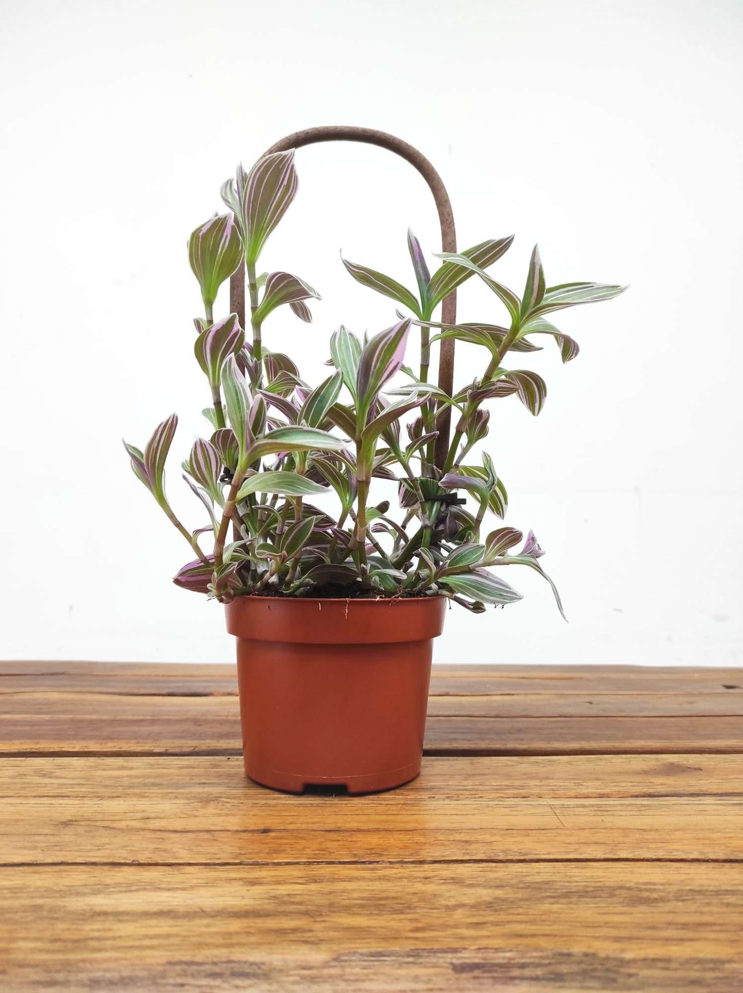 Tradescantia 'Pink Climber Met Kratiste' - Image 2