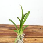 Oncidium - Montagem em Cortiça