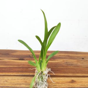 Orchiden Montagem em Cortiça