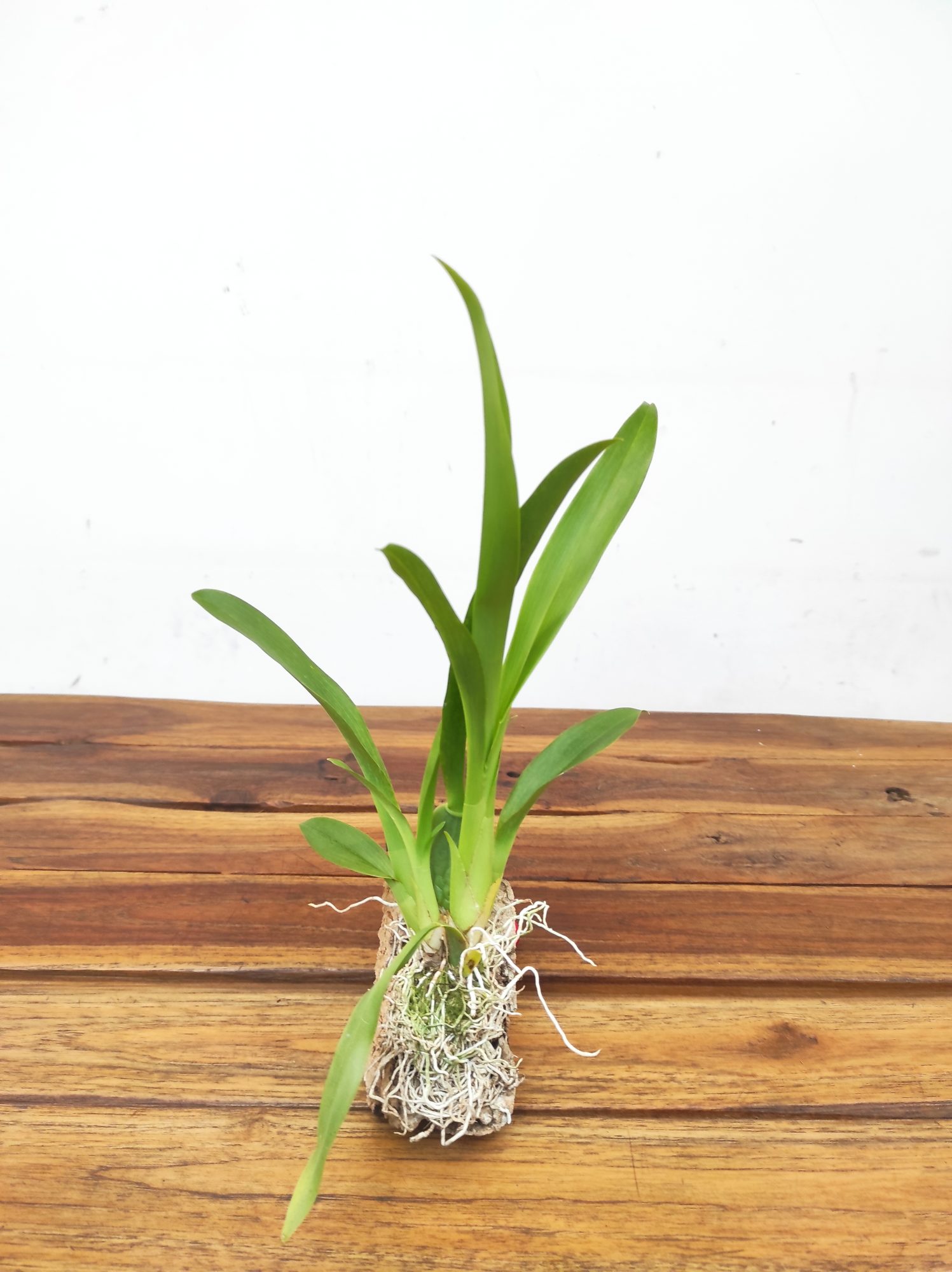 Oncidium - Montagem em Cortiça