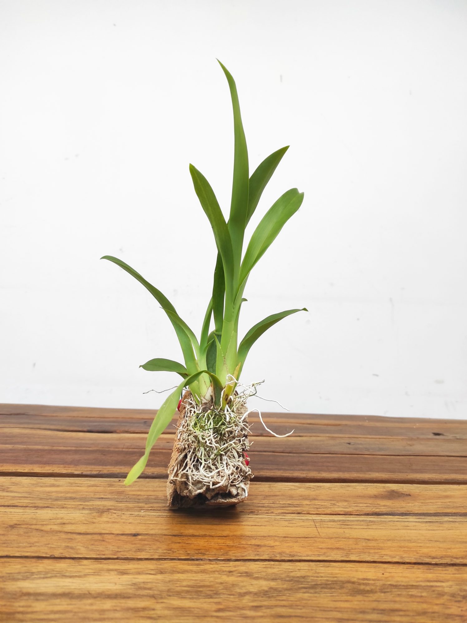 Oncidium - Montagem em Cortiça - Image 2