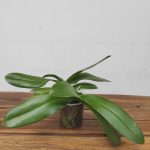 Phalaenopsis Marrakesh 3-4 Hastes - Sem Flor