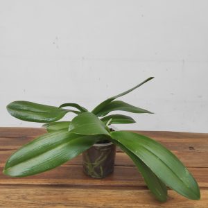 Phalaenopsis Marrakesh 3-4 Hastes - Sem Flor