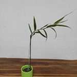 Dendrobium 'Fairchildae'