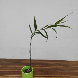 Dendrobium 'Fairchildae'