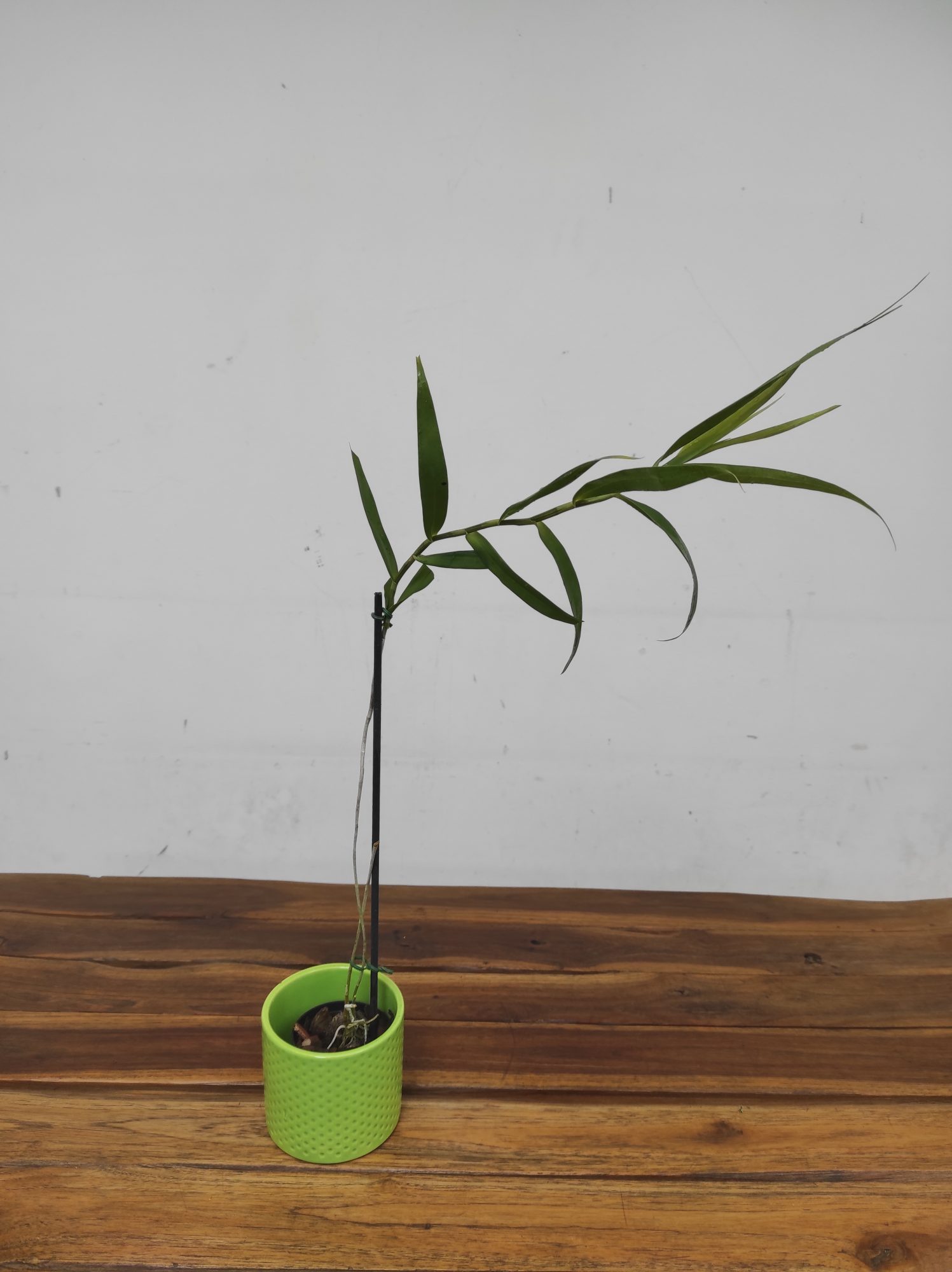 Dendrobium 'Fairchildae'