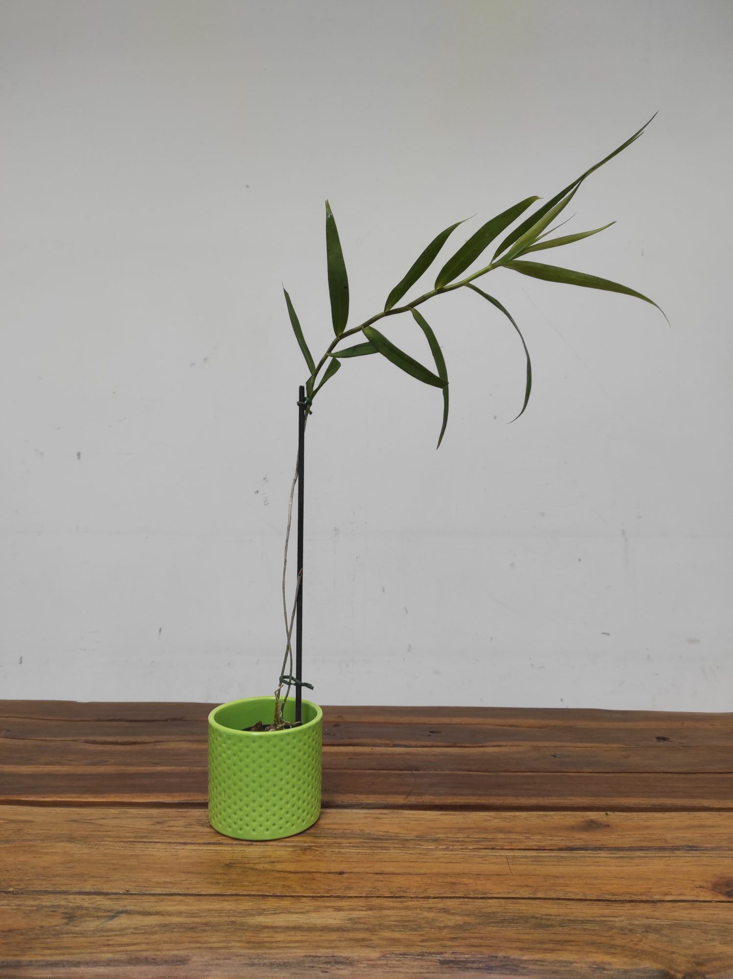 Dendrobium 'Fairchildae' - Image 2