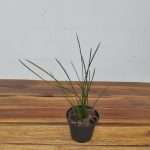 Coelogyne Wenzellii – Sem Flor