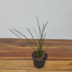 Coelogyne Wenzellii – Sem Flor