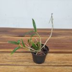 Dendrobium Moniliforme 'Sahohime' – Sem Flor