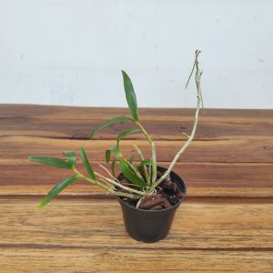 Dendrobium Moniliforme 'Sahohime' – Sem Flor