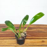 Bulbophyllum Lobbii - Sem Flor