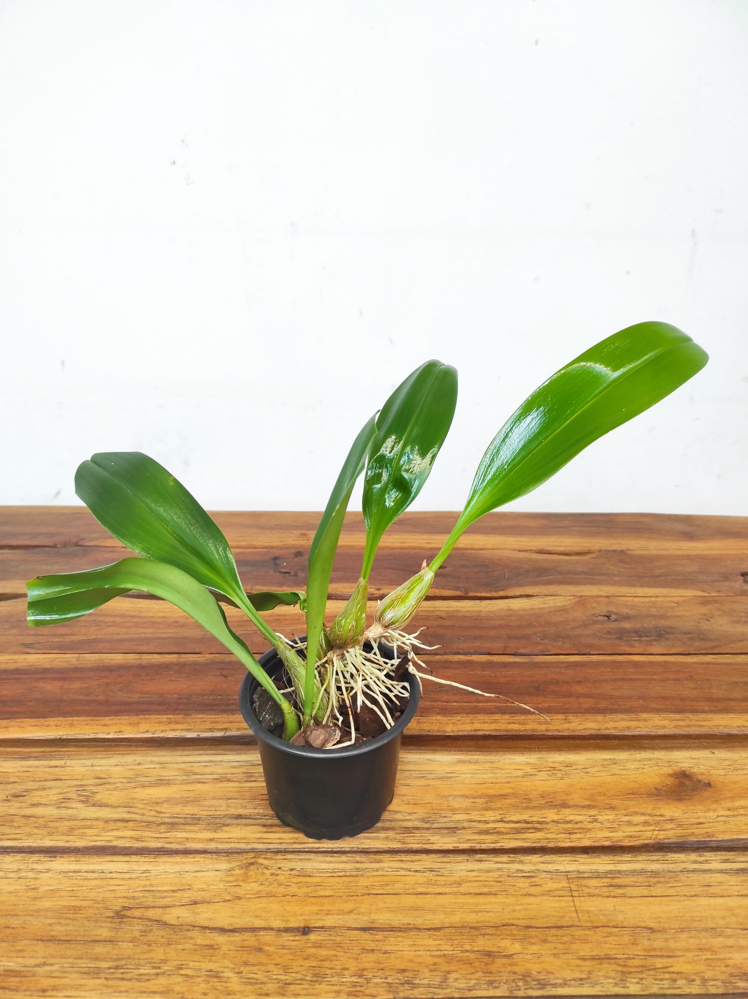 Bulbophyllum Lobbii - Sem Flor