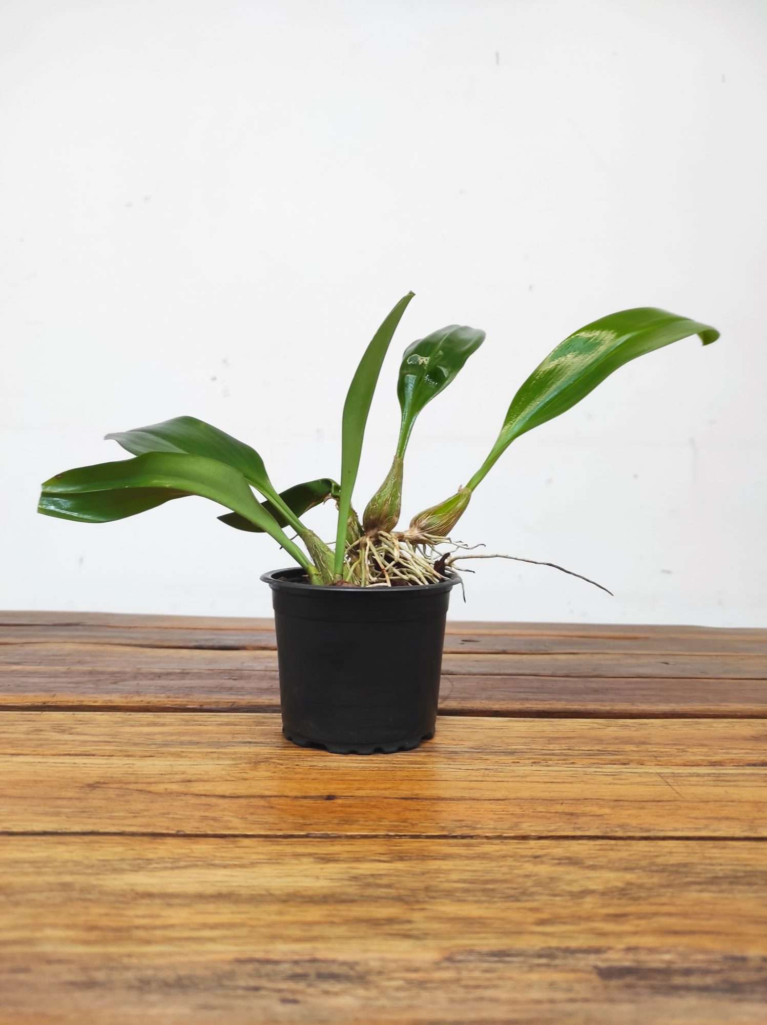 Bulbophyllum Lobbii - Sem Flor - Image 2