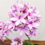 Epidendrum Misti Pink