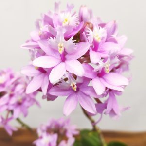 Epidendrum Misti Pink