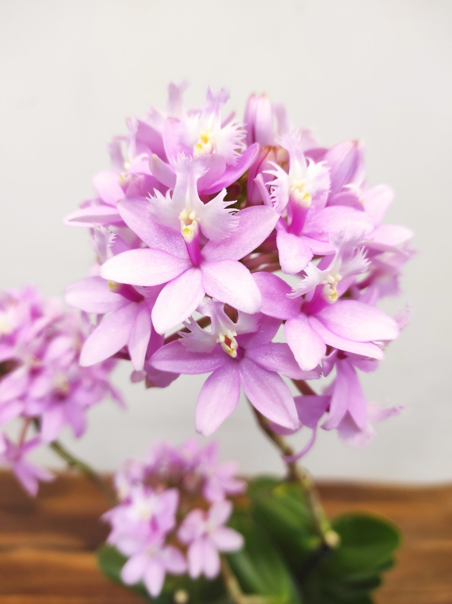 Epidendrum Misti Pink