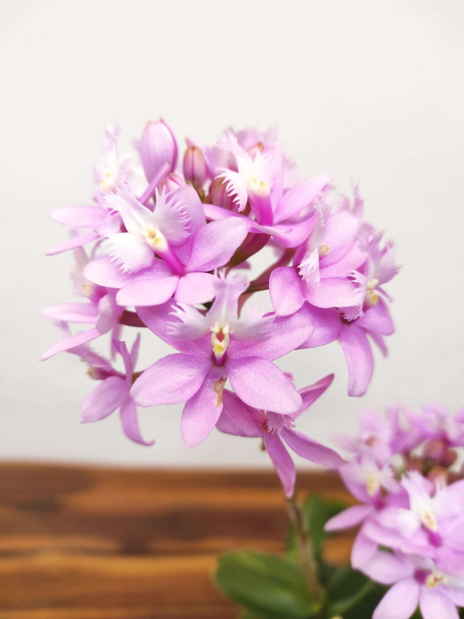 Epidendrum Misti Pink - Image 3