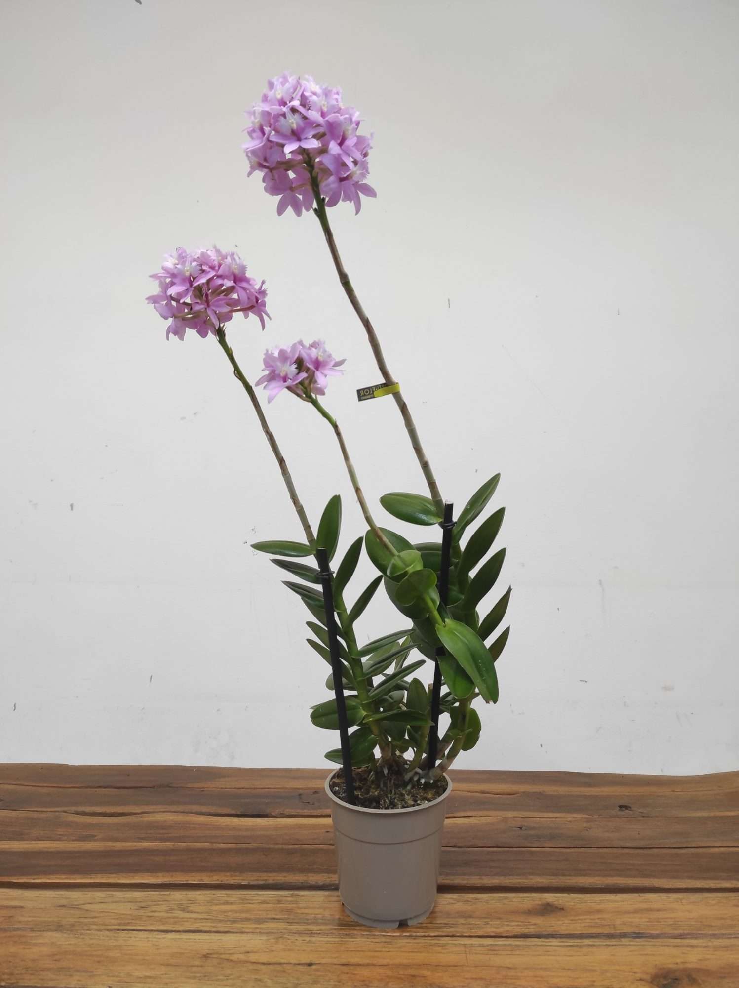 Epidendrum Misti Pink - Image 2