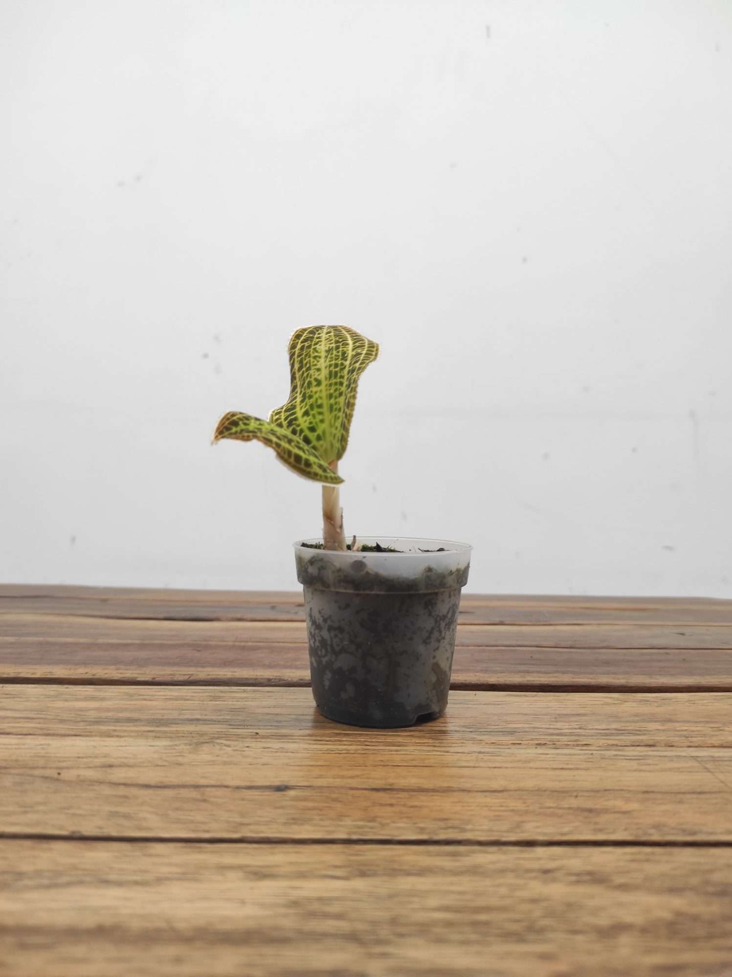 Macodes Petola V.7 - Image 2